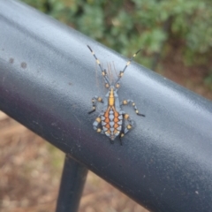 Amorbus sp. (genus) (Eucalyptus Tip bug) at Mount Ainslie to Black Mountain - 10 Apr 2015 by TimYiu