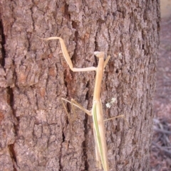 Tenodera australasiae (Purple-winged mantid) at ANU Kingsley Precinct - 7 Feb 2013 by TimYiu