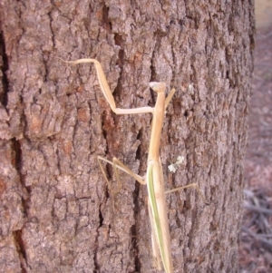 Tenodera australasiae at Canberra, ACT - 7 Feb 2013 06:07 AM