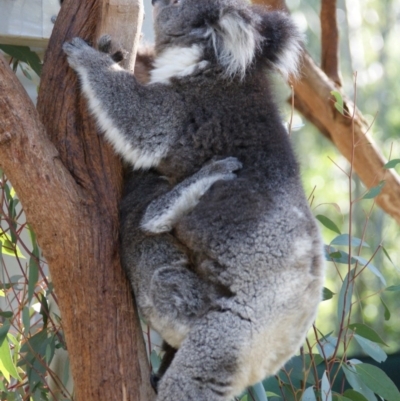 Phascolarctos cinereus (Koala) at Paddys River, ACT - 25 Jul 2016 by roymcd