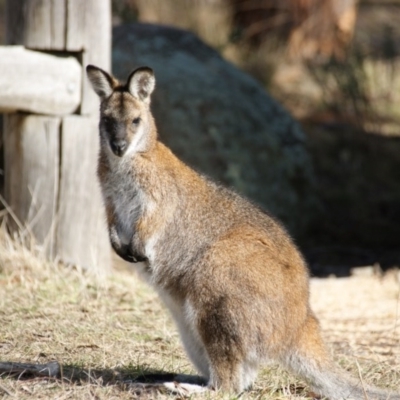 Notamacropus rufogriseus (Red-necked Wallaby) at Rendezvous Creek, ACT - 3 Aug 2016 by roymcd