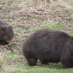 Vombatus ursinus (Bare-nosed Wombat) at Burra, NSW - 3 Sep 2016 by roymcd