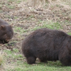 Vombatus ursinus (Common wombat, Bare-nosed Wombat) at Burra, NSW - 3 Sep 2016 by roymcd