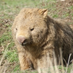 Vombatus ursinus at Burra, NSW - 3 Sep 2016