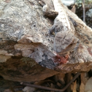 Amphibolurus muricatus at Belconnen, ACT - 20 Jan 2016