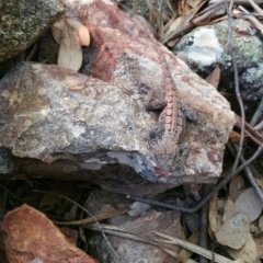 Amphibolurus muricatus at Belconnen, ACT - 20 Jan 2016