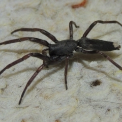 Lampona cylindrata (White-tailed Spider) at Conder, ACT - 28 Nov 2015 by michaelb