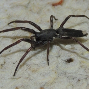 Lampona cylindrata at Conder, ACT - 29 Nov 2015