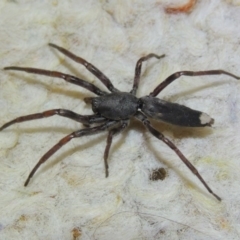 Lampona cylindrata at Conder, ACT - 29 Nov 2015