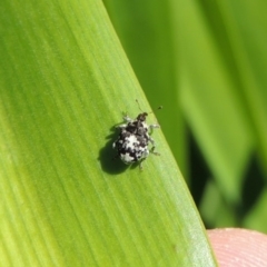 Mogulones larvatus (Paterson's curse crown weevil) at Conder, ACT - 16 Apr 2015 by michaelb