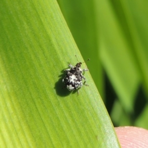 Mogulones larvatus at Conder, ACT - 16 Apr 2015