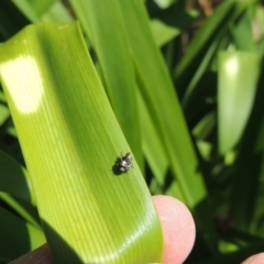 Mogulones larvatus at Conder, ACT - 16 Apr 2015