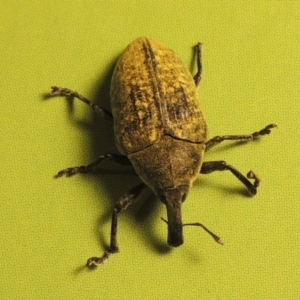 Larinus latus at Paddys River, ACT - 14 Dec 2015