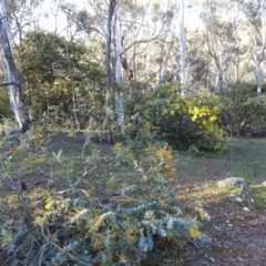 Acacia baileyana (Cootamundra Wattle, Golden Mimosa) at Majura, ACT - 9 May 2016 by waltraud