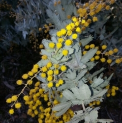 Acacia baileyana at Majura, ACT - 9 May 2016