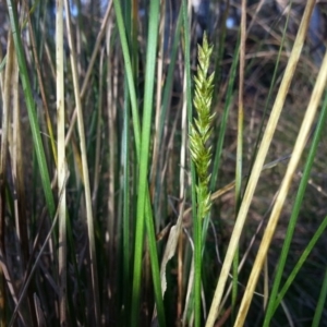 Carex appressa at Majura, ACT - 5 Sep 2016