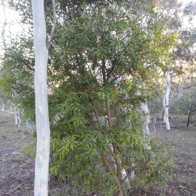 Hakea salicifolia (Willow-leaved Hakea) at Majura, ACT - 4 Sep 2016 by waltraud
