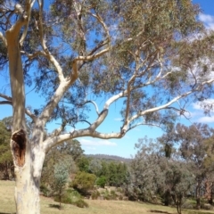 Dacelo novaeguineae (Laughing Kookaburra) at Mount Ainslie to Black Mountain - 26 Mar 2015 by TimYiu