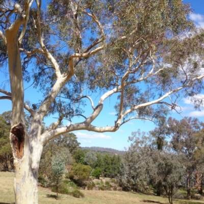 Dacelo novaeguineae (Laughing Kookaburra) at Acton, ACT - 26 Mar 2015 by TimYiu