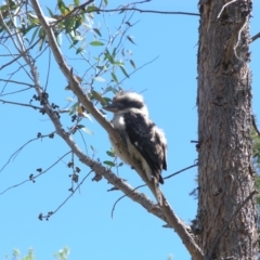 Dacelo novaeguineae (Laughing Kookaburra) at Acton, ACT - 14 Oct 2013 by TimYiu