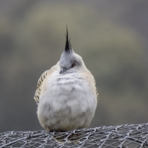 Ocyphaps lophotes at Forde, ACT - 5 Sep 2016