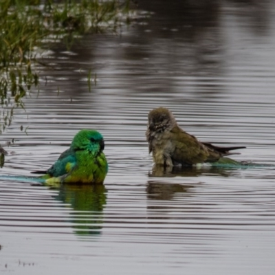 Psephotus haematonotus (Red-rumped Parrot) at Gungahlin, ACT - 5 Sep 2016 by CedricBear