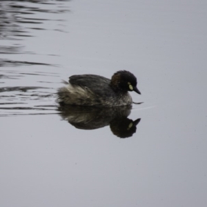 Tachybaptus novaehollandiae at Gungahlin, ACT - 5 Sep 2016 10:12 AM