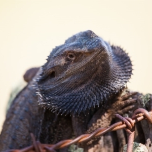 Pogona barbata at Murrumbateman, NSW - 6 Sep 2016