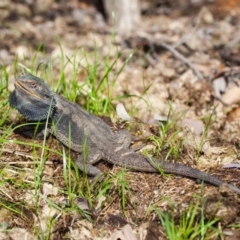 Pogona barbata at Murrumbateman, NSW - 6 Sep 2016