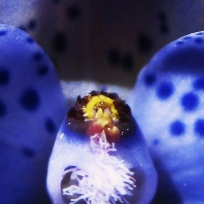 Thelymitra juncifolia (Dotted Sun Orchid) at Aranda Bushland - 2 Nov 2012 by CathB