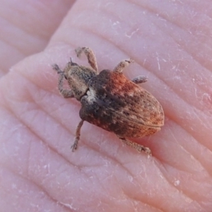 Gonipterus sp. (genus) at Paddys River, ACT - 26 Feb 2015