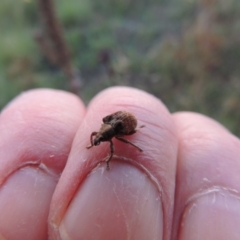 Gonipterus sp. (genus) at Paddys River, ACT - 26 Feb 2015