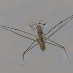 Aquarius antigone (Water strider, pond skater) at Greenway, ACT - 20 Jan 2014 by michaelb