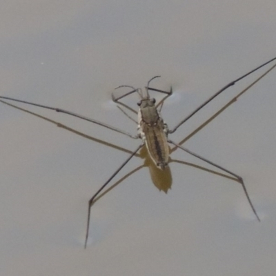 Aquarius antigone (Water strider, pond skater) at Greenway, ACT - 20 Jan 2014 by michaelb