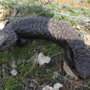 Tiliqua rugosa at Gungahlin, ACT - 7 Sep 2016 12:10 PM