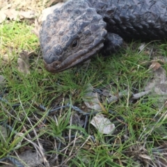 Tiliqua rugosa at Gungahlin, ACT - 7 Sep 2016