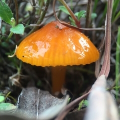 Hygrocybe sp. (Hygrocybe) at Forde, ACT - 7 Sep 2016 by JasonC