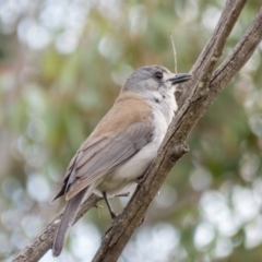 Colluricincla harmonica (Grey Shrikethrush) at Gungahlin, ACT - 7 Sep 2016 by CedricBear