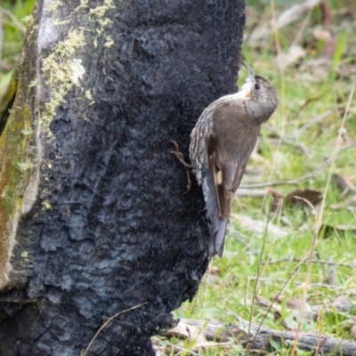 Cormobates leucophaea (White-throated Treecreeper) at Gungahlin, ACT - 7 Sep 2016 by CedricBear