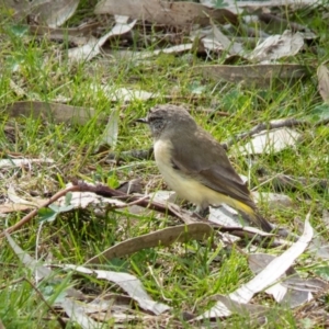 Acanthiza chrysorrhoa at Gungahlin, ACT - 7 Sep 2016