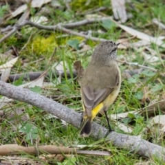 Acanthiza chrysorrhoa at Gungahlin, ACT - 7 Sep 2016