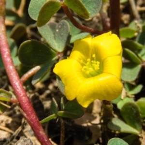 Oxalis perennans at Sutton, NSW - 7 Sep 2016