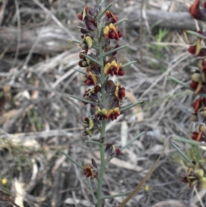 Daviesia genistifolia at Ainslie, ACT - 7 Sep 2016 03:54 PM