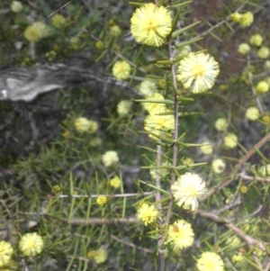 Acacia ulicifolia at Ainslie, ACT - 7 Sep 2016 04:06 PM