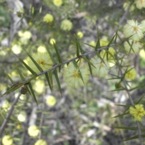 Acacia ulicifolia at Ainslie, ACT - 7 Sep 2016 04:06 PM