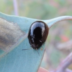 Paropsisterna sp. (genus) (A leaf beetle) at Paddys River, ACT - 15 Feb 2015 by MichaelBedingfield