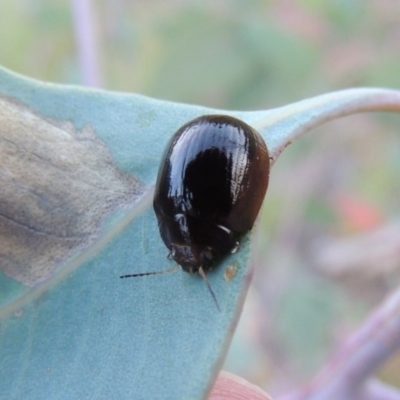 Paropsisterna sp. (genus) (A leaf beetle) at Paddys River, ACT - 15 Feb 2015 by michaelb