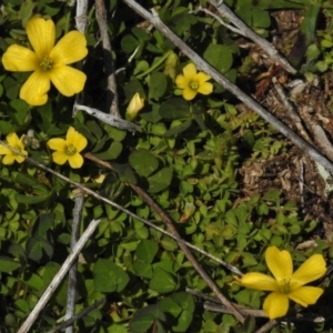 Oxalis sp. at Belconnen, ACT - 6 Sep 2016 11:36 AM