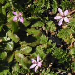 Erodium cicutarium (Common Storksbill, Common Crowfoot) at Belconnen, ACT - 6 Sep 2016 by JohnBundock