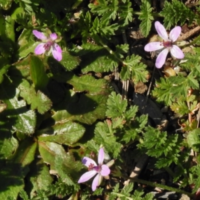 Erodium cicutarium (Common Storksbill, Common Crowfoot) at Belconnen, ACT - 6 Sep 2016 by JohnBundock